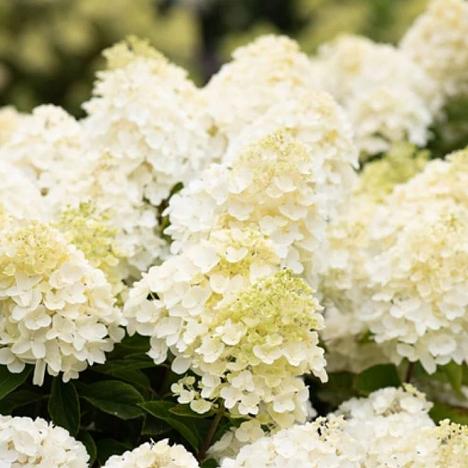 Гортензия метельчатая Саммер Сноу