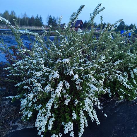 Спирея серая Грефшейм