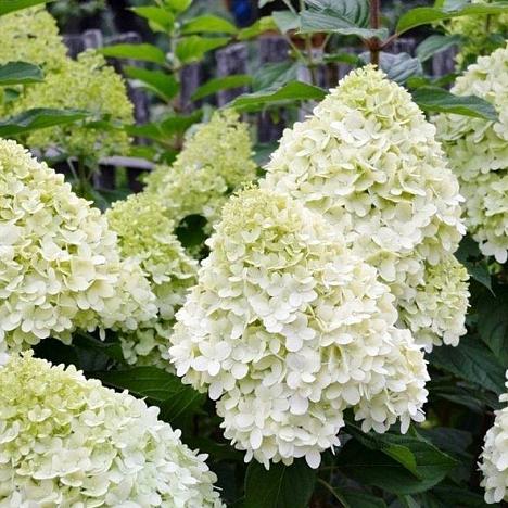 Гортензия метельчатая Полар Бир