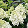 Гортензия метельчатая Полар Бир