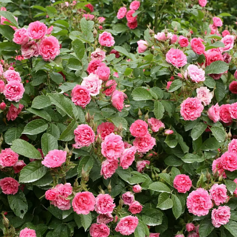 Роза парковая Пинк Гротендорст