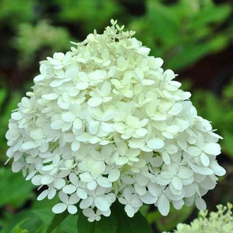 Гортензия метельчатая Селекшн