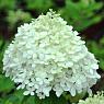 Гортензия метельчатая Селекшн