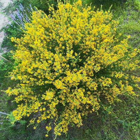 Дрок красильный