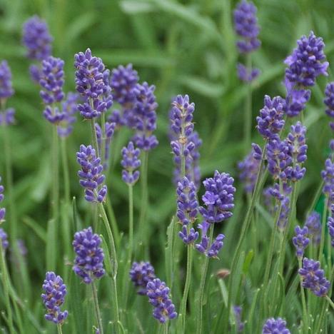 Лаванда узколистная