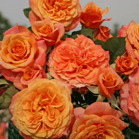 Роза парковая Ля Вилья Котта