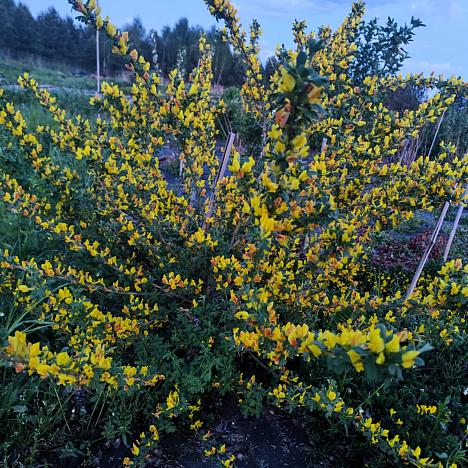 Ракитник Русский