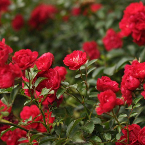 Роза почвопокровная Ред Фэйри