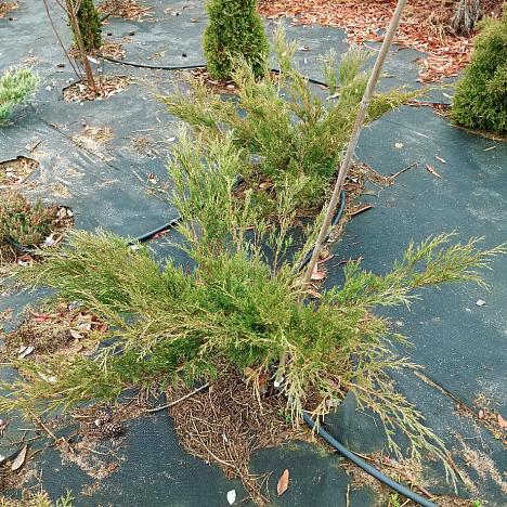 Можжевельник казацкий