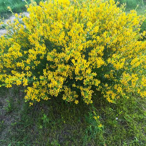 Дрок красильный