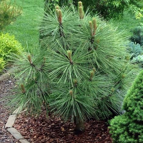 Сосна Джеффри