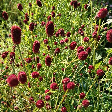 Кровохлебка лекарственная Танна