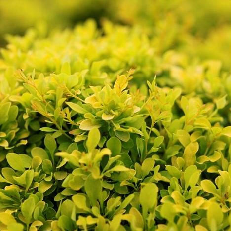 Барбарис Тунберга Тини Голд