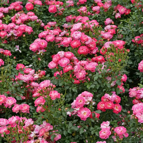 Роза миниатюрная Шармант