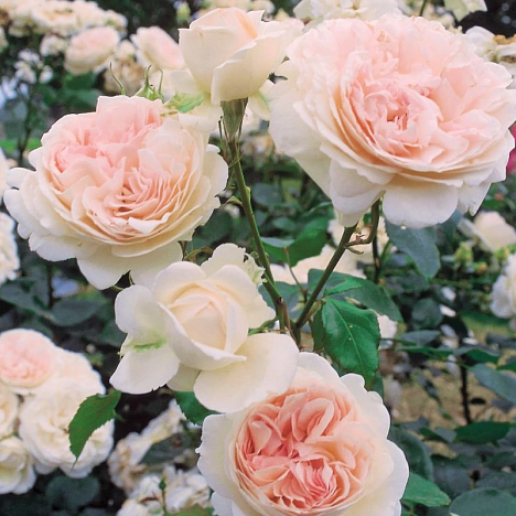 Роза чайно-гибридная Себастьян Кнейп