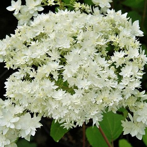 Гортензия древовидная Хайес Старберст