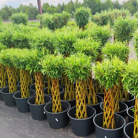 Ива плетеная