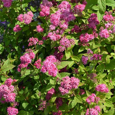 Спирея японская Манон