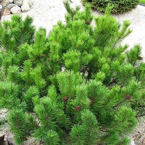 Сосна горная карликовая