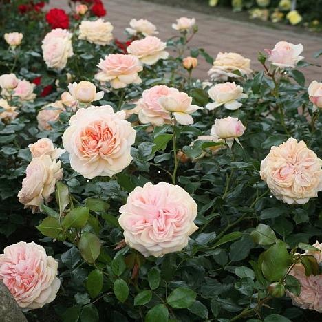 Роза флорибунда Гарден Оф Роузес