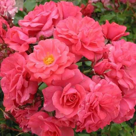 Роза флорибунда Бад Бирнбах