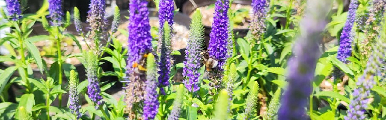 Взаимосвязь растений и насекомых в саду: ключ к гармонии и плодородию