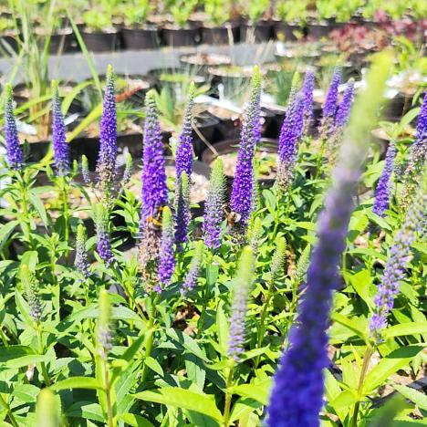 Вероника колосковая Роял Кендлис