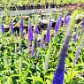 Вероника колосковая Роял Кендлис
