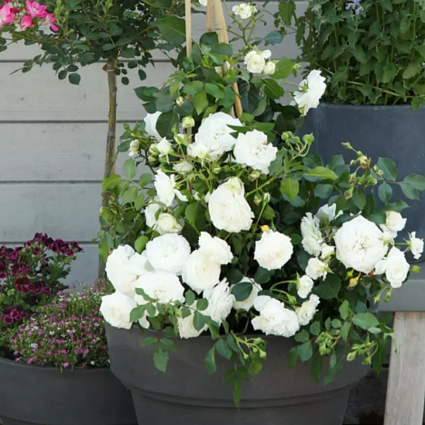 Роза миниатюрная Шнеекюсшен