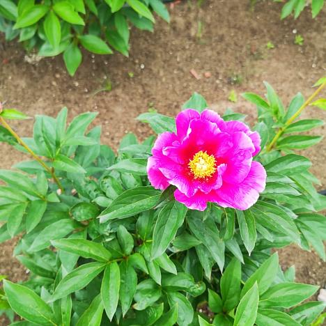 Пион травянистый Священная гора