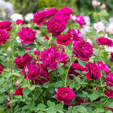 Роза парковая Дарси Бассел