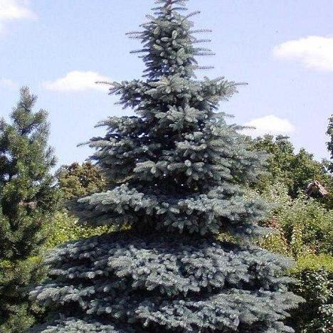 Ель голубая Мисти Блю