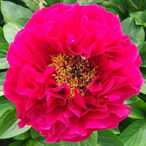 Пион травянистый Рубиновый Свет