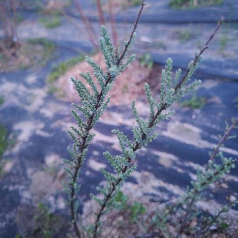 Мирикария лисохвостиковая