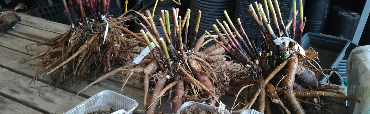 Когда делить пионы?