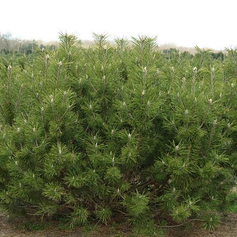 Сосна горная Мугус 