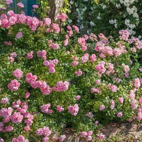 Роза шраб Боника