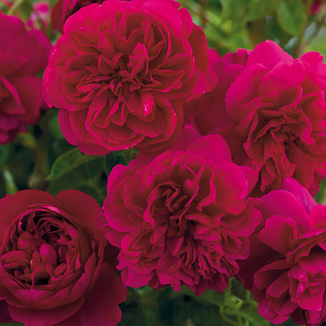 Роза парковая Томас Бекет