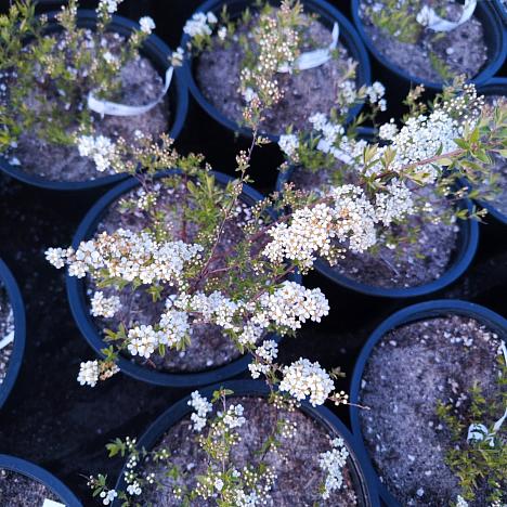 Спирея серая Грефшейм