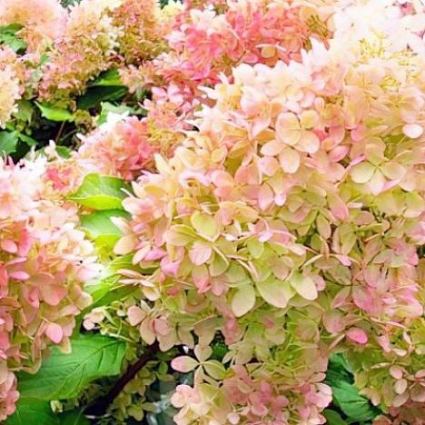 Гортензия метельчатая Диамантино