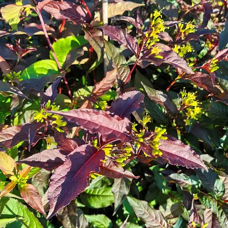 Диервилла Кодиак Ред