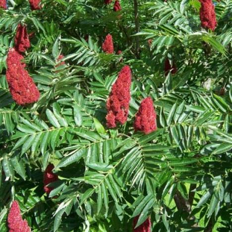 Сумах уксусный, оленерогий