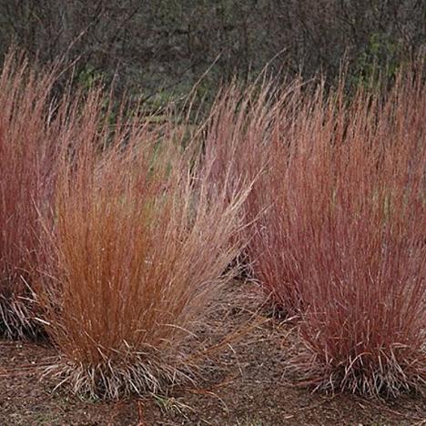 Шизахириум венечный