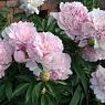Пион молочноцветковый Ангел Чикс