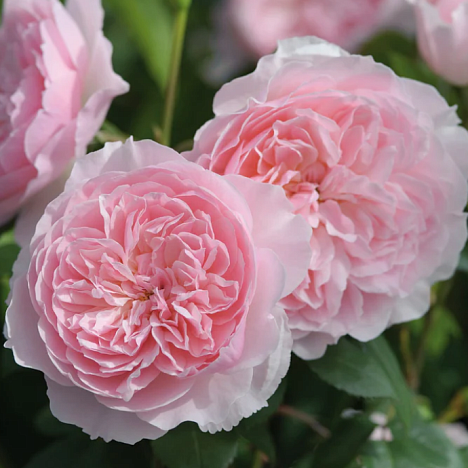 Роза парковая Визли 2008