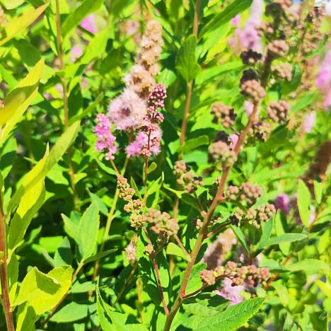 Спирея Дугласа