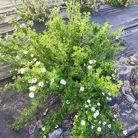 Лапчатка кустарниковая Абботсвуд