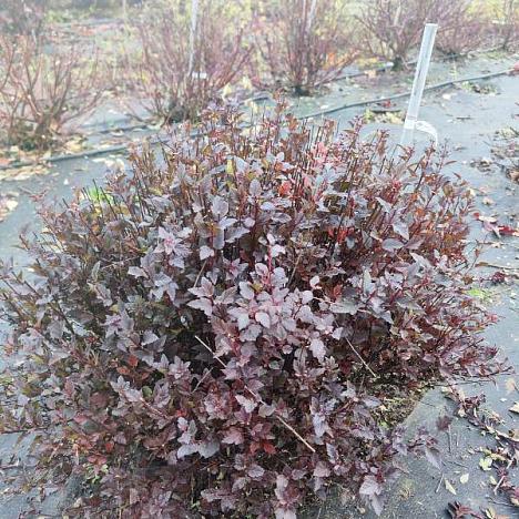 Пузыреплодник калинолистный Литл Девил