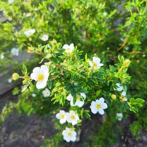 Лапчатка кустарниковая Абботсвуд