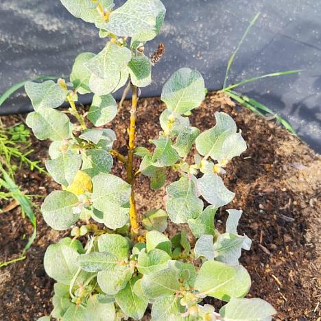 Ива шерстистая